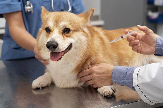 Weterynarz w trakcie szczepienia psa. grafika