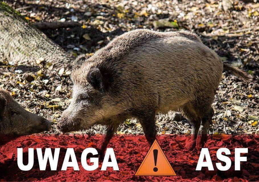 Grafika 1: Afrykański pomor świń (ASF) - nowe ograniczenia w gminie Nowa Wieś Lęborska
