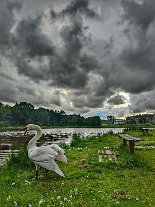 Łabędź z rozłożonymi skrzydłami nad brzegiem stawu. w oddali tafla wody, las i niebo z szarymi burzowymi chmurami.