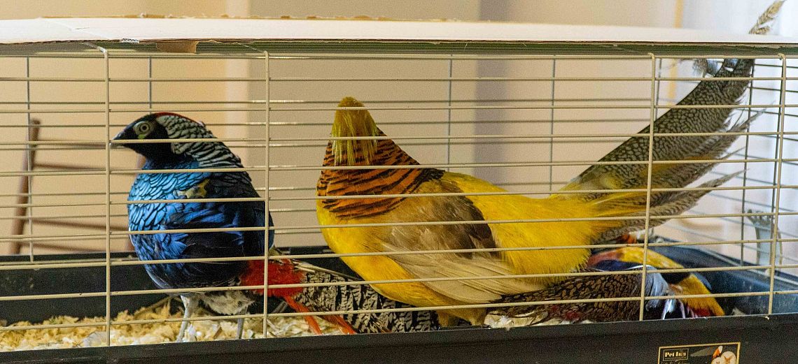 Grafika dekoracyjna. Dwa wielobarwne gołębie w klatce.