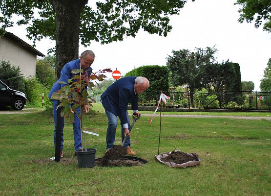 Marian Borek wkopuje dąb.