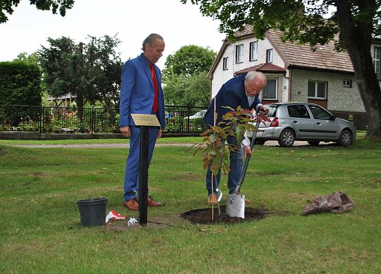 Marian Borek wkopuje dąb.