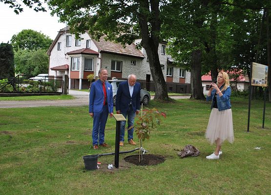 Marian Borek wkopuje dąb.