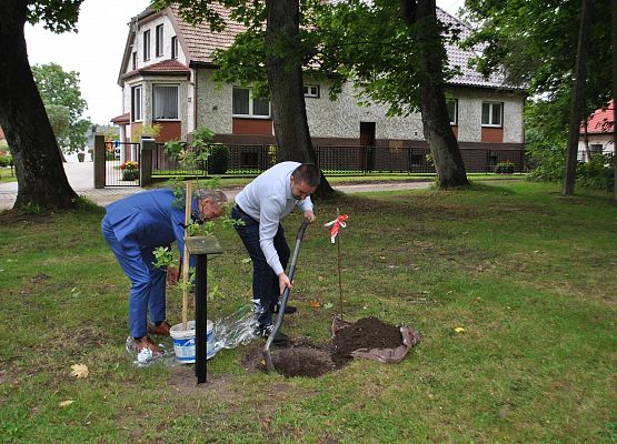 Tomasz Wittke wkopuje dąb.