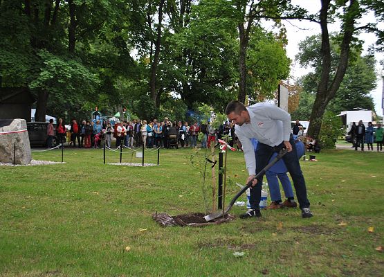 Tomasz Wittke wkopuje dąb.
