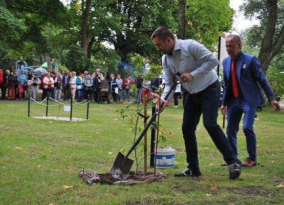 Tomasz Wittke wkopuje dąb.