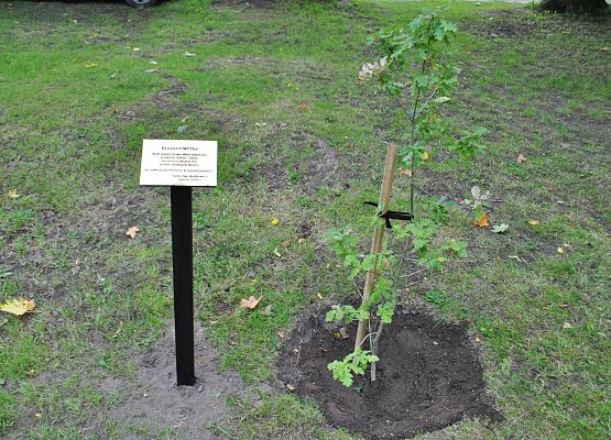 Posadzony dąb i tabliczka informująca o włodarzu gminy Ryszardzie Wittke.