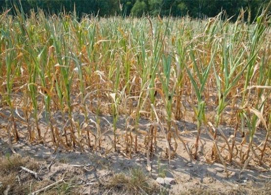 Pole uprawne kukurydzy objęte suszą. grafika