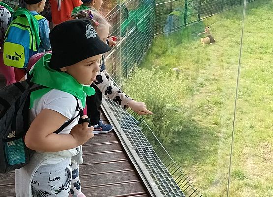 Grafika 5: Fotorelacja z wyjazdów dzieci do gdańskiego ZOO