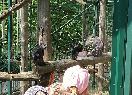 Grafika 11: Fotorelacja z wyjazdów dzieci do gdańskiego ZOO