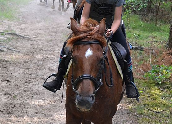 Kilku jeźdźców na koniach na drodze leśnej.