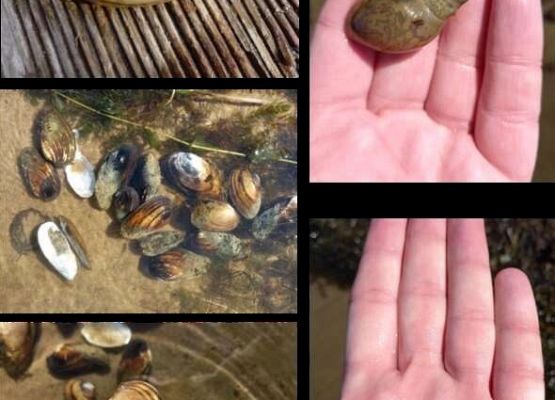 Grafika z raportu - odnajdywane podczas badań jeziora muszle małż, w tym szczeżui wielkiej.