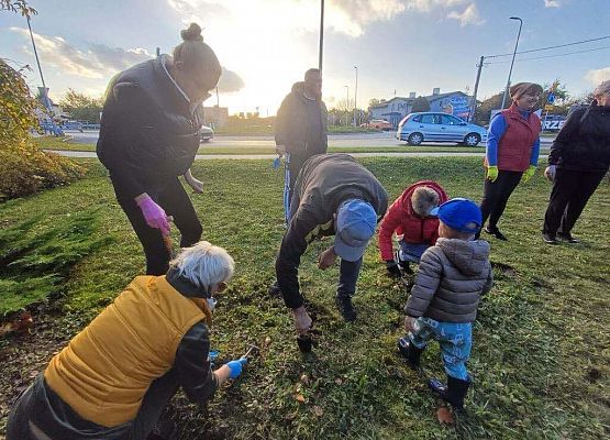 Grafika 1: Lęborskie Pola Nadziei - sadziliśmy żonkile