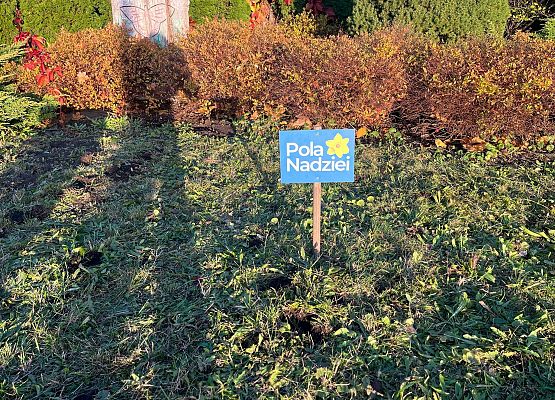 Grafika 3: Lęborskie Pola Nadziei - sadziliśmy żonkile