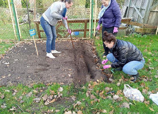 Grafika 5: Lęborskie Pola Nadziei - sadziliśmy żonkile