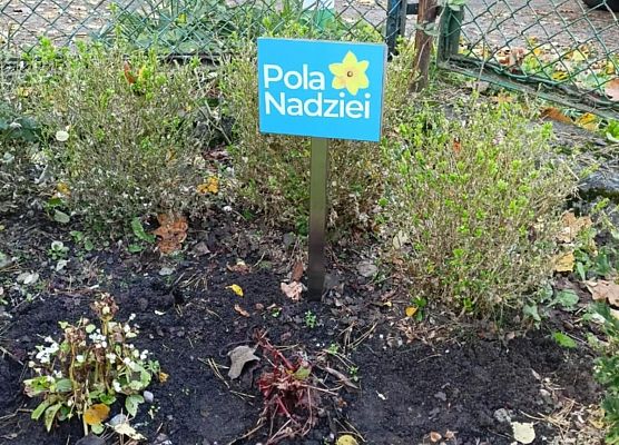 Grafika 8: Lęborskie Pola Nadziei - sadziliśmy żonkile