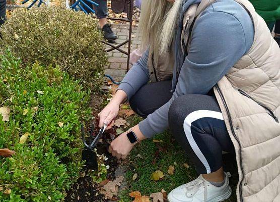 Grafika 9: Lęborskie Pola Nadziei - sadziliśmy żonkile