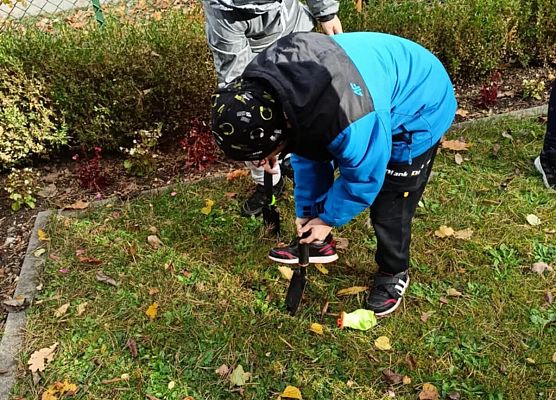 Grafika 10: Lęborskie Pola Nadziei - sadziliśmy żonkile