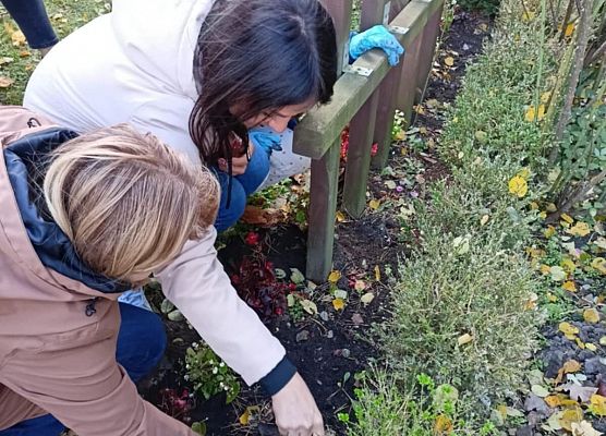 Grafika 11: Lęborskie Pola Nadziei - sadziliśmy żonkile