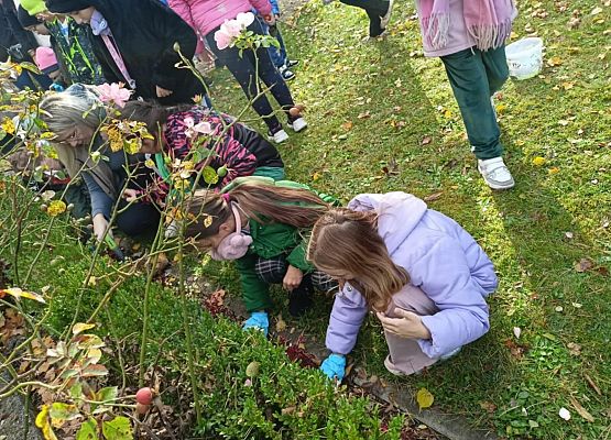 Grafika 14: Lęborskie Pola Nadziei - sadziliśmy żonkile