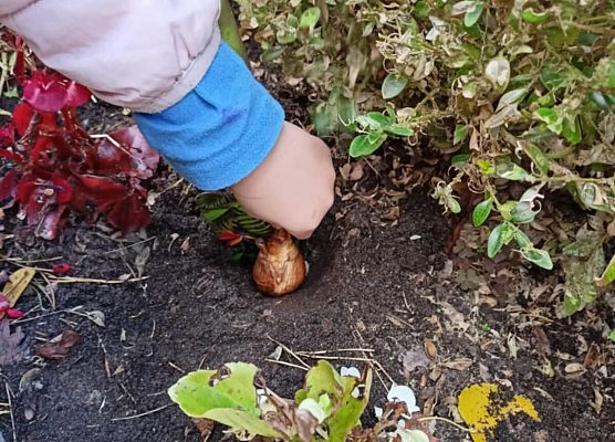 Grafika 17: Lęborskie Pola Nadziei - sadziliśmy żonkile