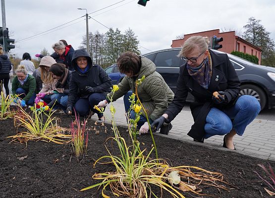 Grafika 3: Urzędnicy dla hospicjum, żonkile przed urzędem gminy