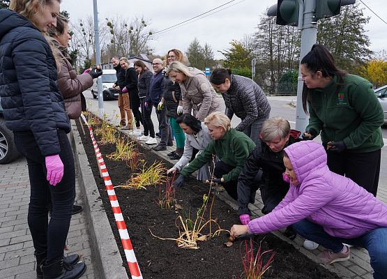 Grafika 5: Urzędnicy dla hospicjum, żonkile przed urzędem gminy
