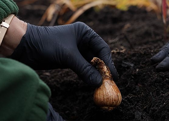 Grafika 7: Urzędnicy dla hospicjum, żonkile przed urzędem gminy
