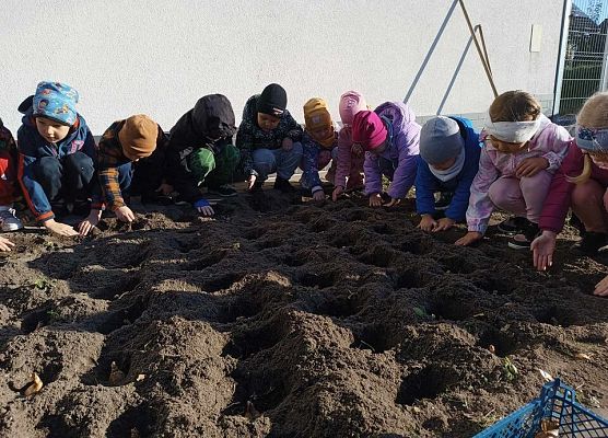 Grafika 15: Kolejne sołectwa i placówki dołączyły do akcji sadzenia żonkili