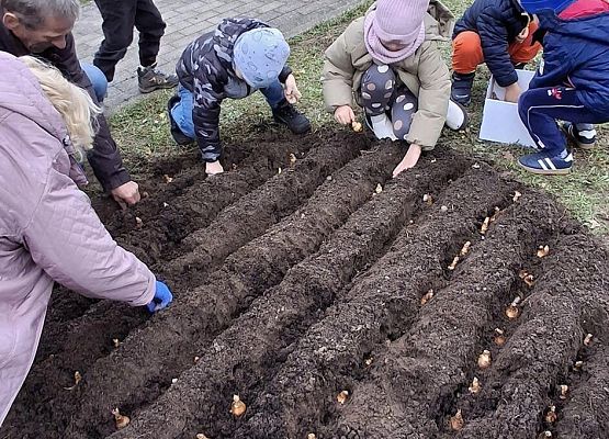 Grafika 2: Kolejne sołectwa i placówki dołączyły do akcji sadzenia żonkili