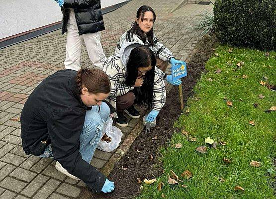 Grafika 8: Kolejne sołectwa i placówki dołączyły do akcji sadzenia żonkili