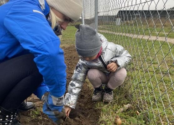 Grafika 4: Kolejne sołectwa i placówki dołączyły do akcji sadzenia żonkili