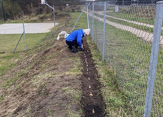 Grafika 5: Kolejne sołectwa i placówki dołączyły do akcji sadzenia żonkili