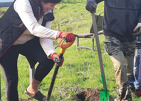Grafika 12: Kolejne sołectwa i placówki dołączyły do akcji sadzenia żonkili