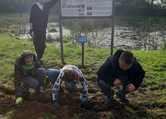 Grafika 11: Kolejne sołectwa i placówki dołączyły do akcji sadzenia żonkili