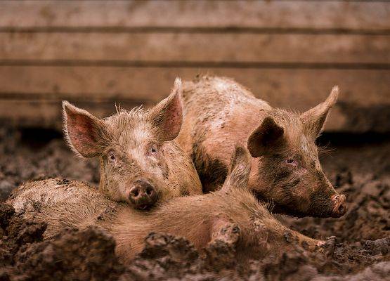 świnki - zdjęcie