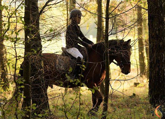 Jeździec na koniu w lesie.
