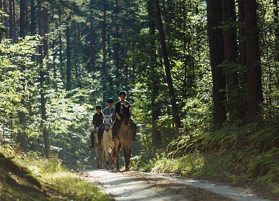 Kilku jeźdźców jedzie na koniach po drodze leśnej.