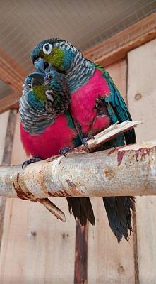 Papugi rudosterki czerwonobrzuche siedzące na gałęzi.