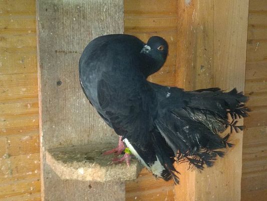 Gołąb pawik - z czarnymi piórami.
