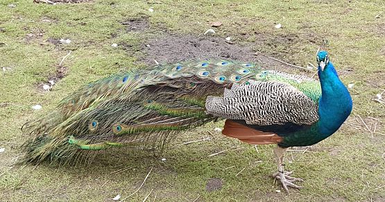 Paw na trawie ze złożonym ogonem.