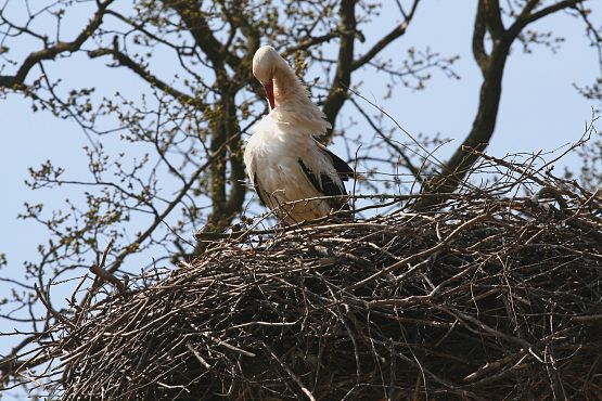 Bocian w gnieździe. grafika