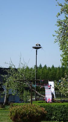 Dwa bociany w nowo założonym gnieździe na tle wiosennej, zielonej przyrody.