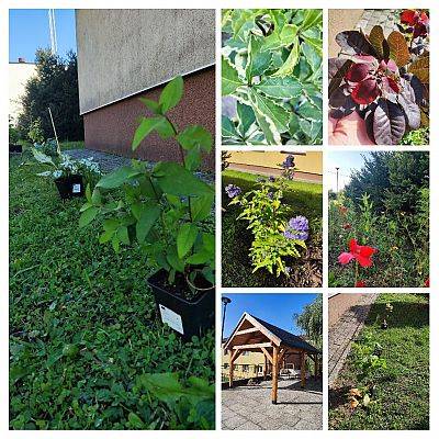 Kolaż zdjęć roślin zakupionych w ramach projektu i nasadzeń w otoczeniu szkoły.
