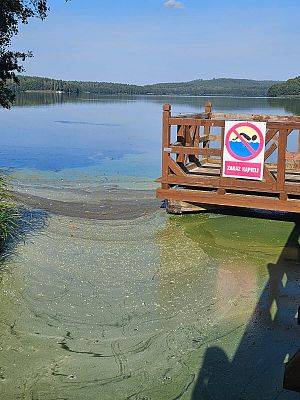 Grafika 1: Sinice w Jeziorze Lubowidzkim