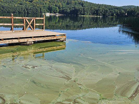 Grafika 2: Sinice w Jeziorze Lubowidzkim